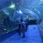 Akuariozko tunela oceanarium proiektua akuario publikoetan
